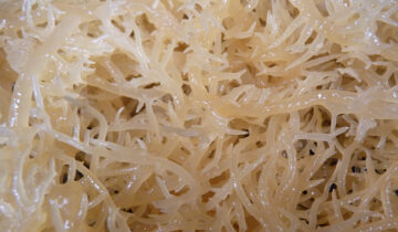 Why Sea Moss?