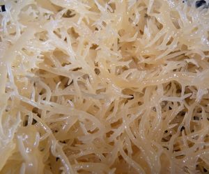 Sea Moss Wet Close Up 1